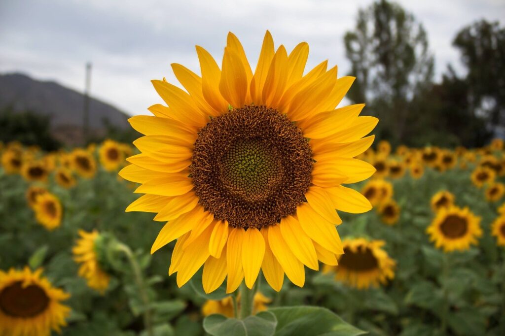 maravilla, amarillo, flor-5271771.jpg