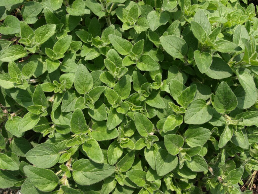 oregano, herbs, cook-321754.jpg