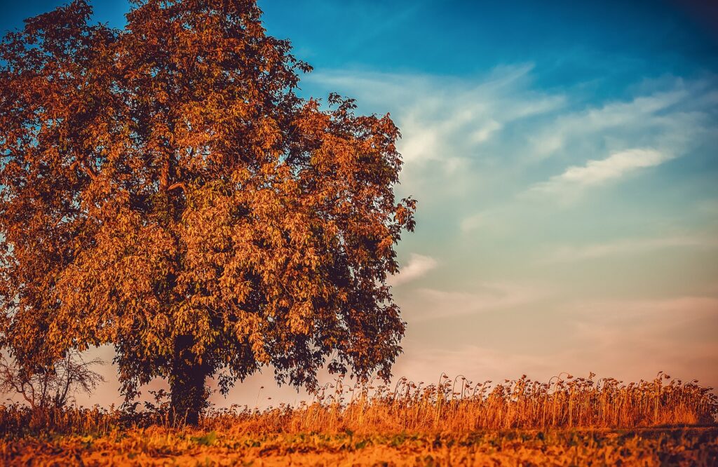 tree, nature, autumn-3759573.jpg